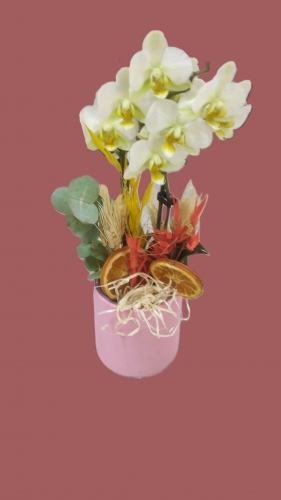 MİDİ BEYAZ ORKİDE